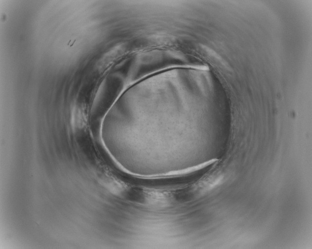 X0000088600432200706151806