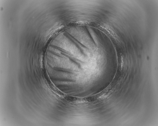 X0000088600696200706151802