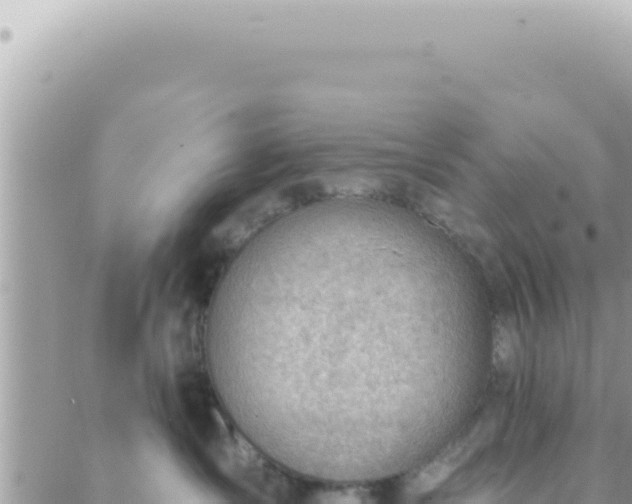 X0000088610431200706011232