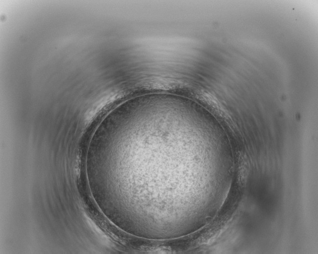 X0000088610683200706011228