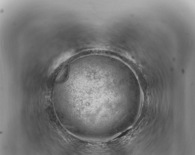 X0000088611255200706011219