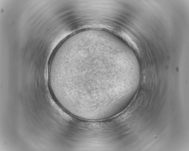 X0000088611084200706221425