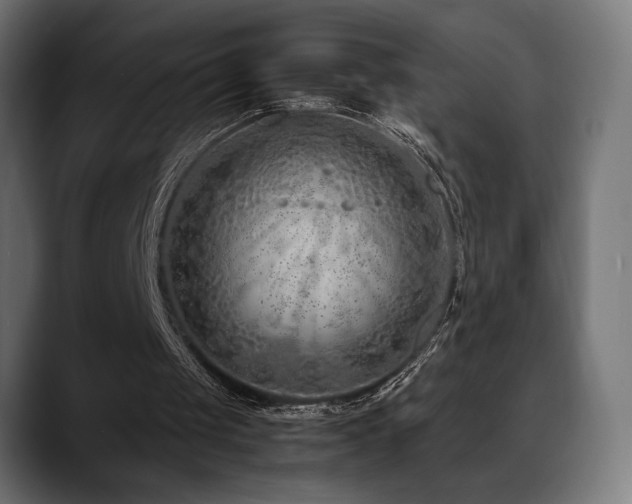 X0000088620049200705251249