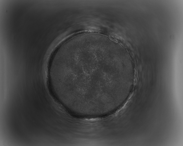 X0000088620247200705251247