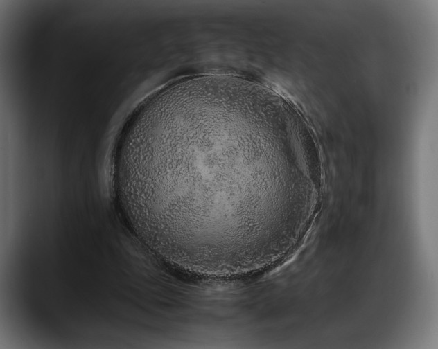 X0000088620343200705251246