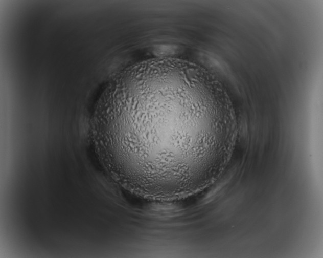 X0000088620367200705251246
