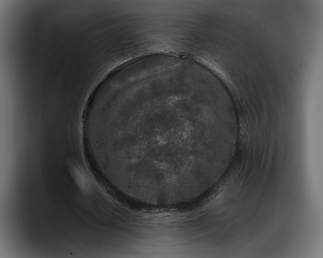 X0000088620626200705251242