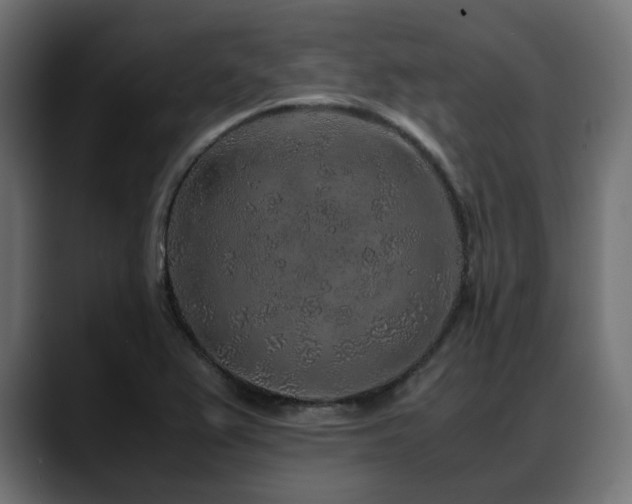 X0000088621367200705251232