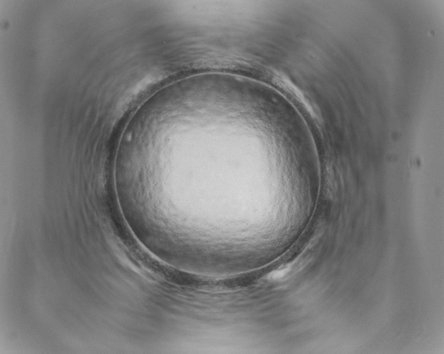 X0000088620203200706081530