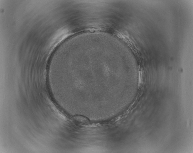 X0000088620243200706081529