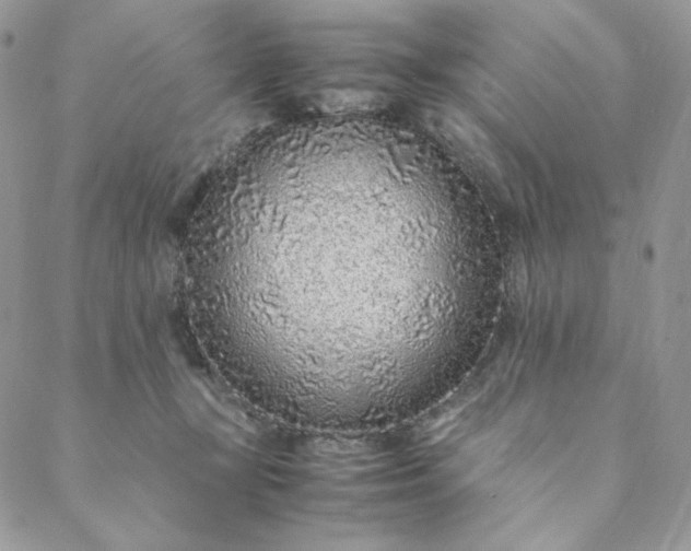 X0000088620367200706081528