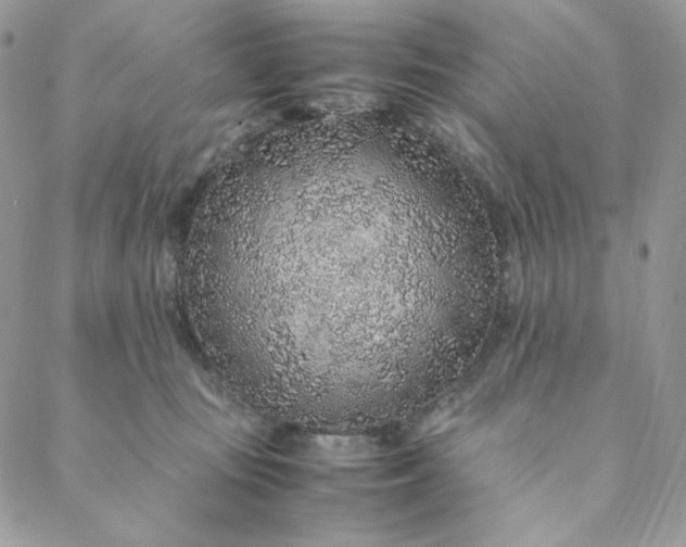 X0000088620371200706081528