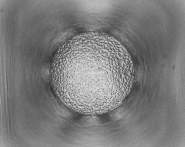 X0000088620427200706081526