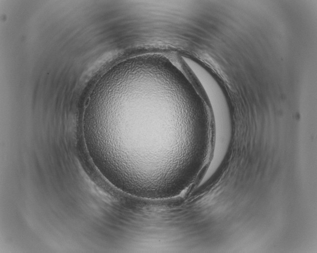 X0000088620444200706081526