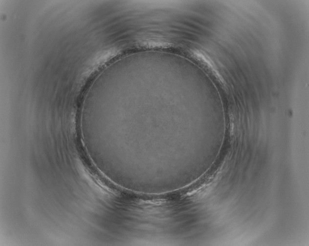 X0000088620447200706081526