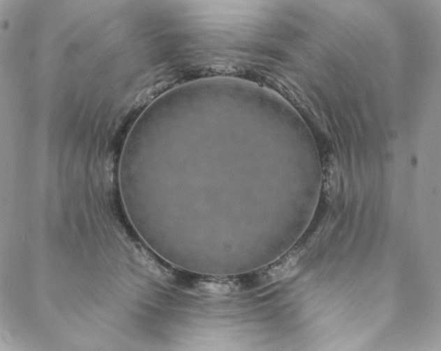 X0000088620466200706081526