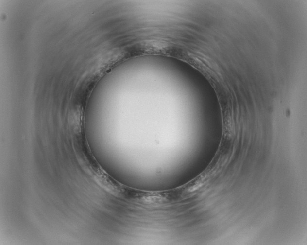 X0000088620468200706081526
