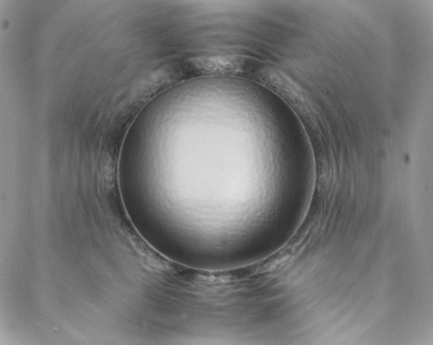 X0000088620469200706081526