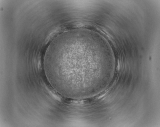 X0000088620524200706081525