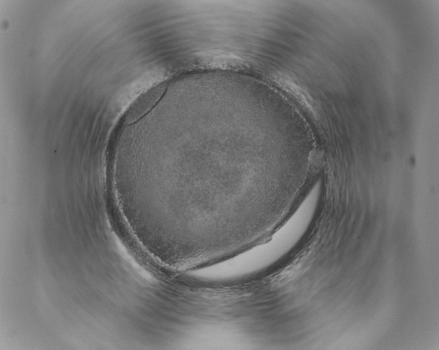 X0000088620630200706081522