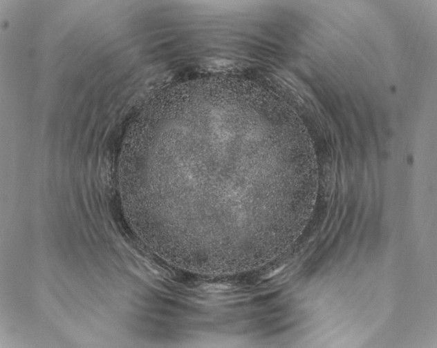 X0000088620653200706081523