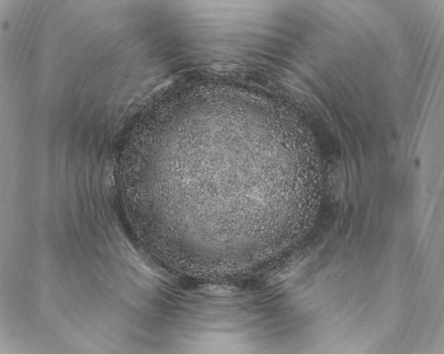 X0000088620654200706081523