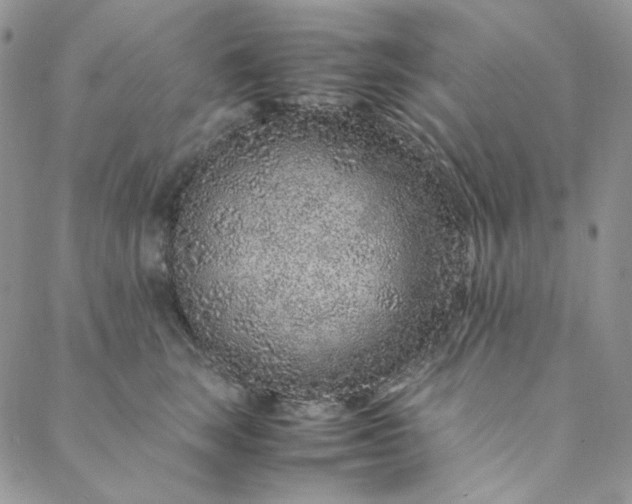 X0000088620663200706081523