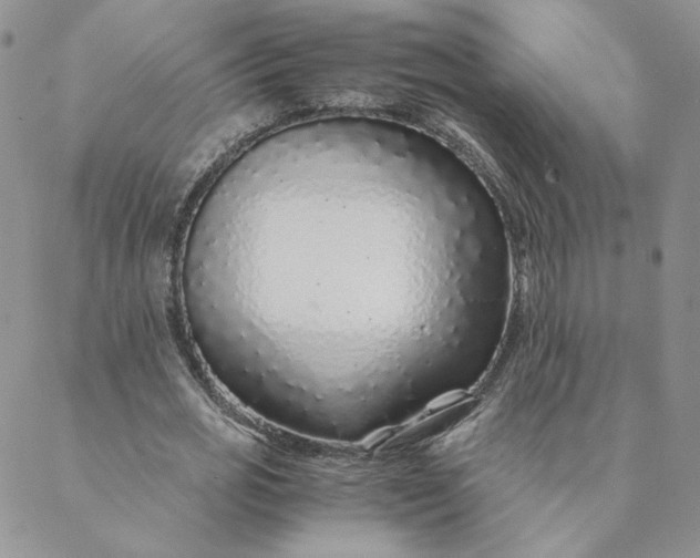 X0000088620725200706081521