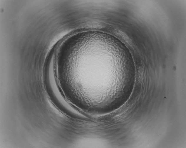 X0000088620726200706081521