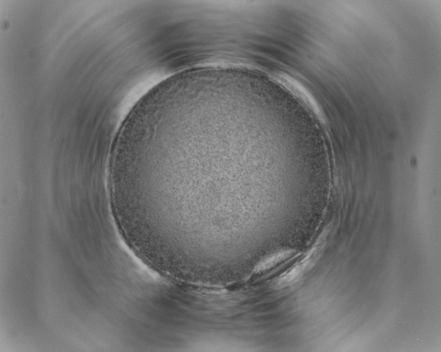 X0000088620855200706081520