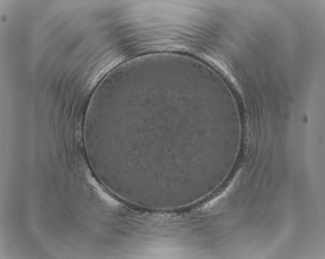 X0000088620889200706081519