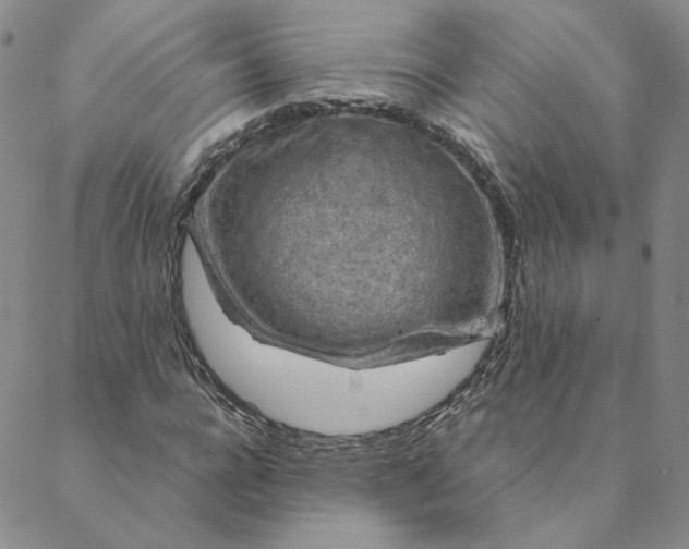 X0000088620920200706081518