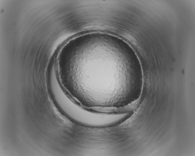 X0000088621030200706081516
