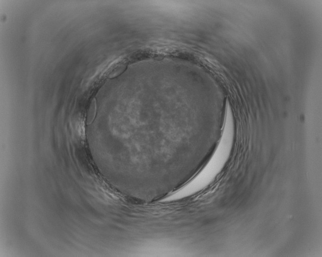X0000088621155200706081514