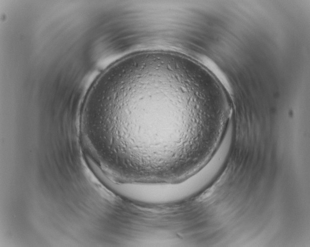 X0000088621388200706081510