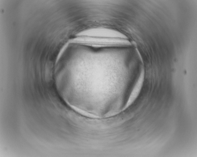 X0000088620030200706151903