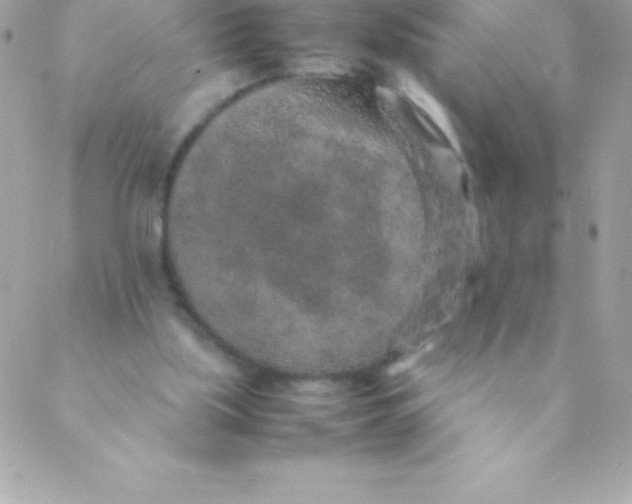 X0000088620059200706151902