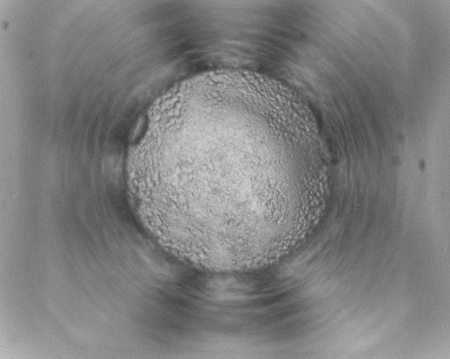 X0000088620177200706151901