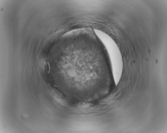 X0000088620235200706151900