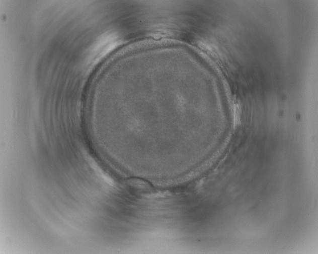 X0000088620243200706151859