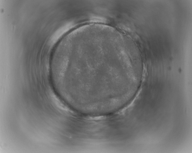 X0000088620247200706151859