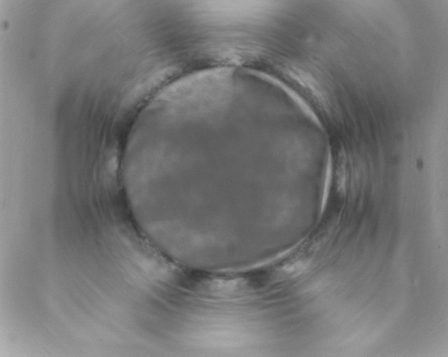 X0000088620314200706151859