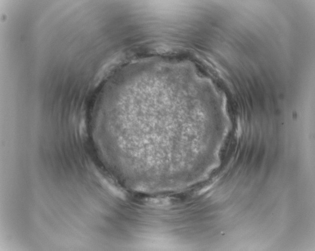 X0000088620524200706151855