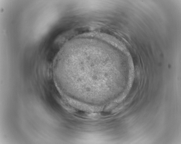 X0000088620527200706151855