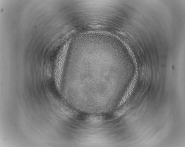 X0000088620606200706151854