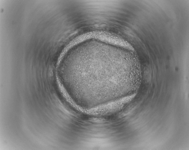 X0000088620654200706151853