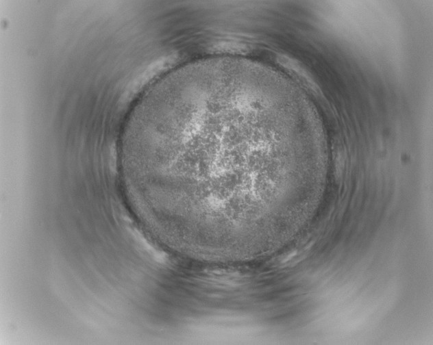 X0000088620729200706151851