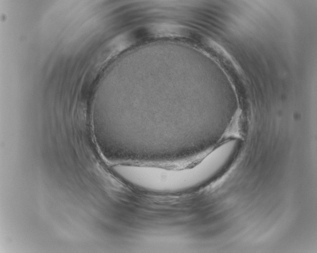 X0000088620825200706151850