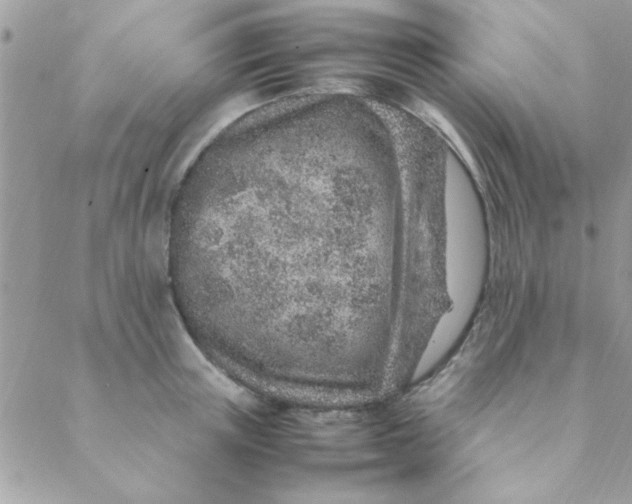 X0000088620851200706151850