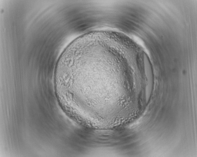 X0000088620863200706151850